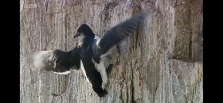 Thick-billed murre (Uria lomvia heckeri) as shown in Frozen Planet - The Last Frontier